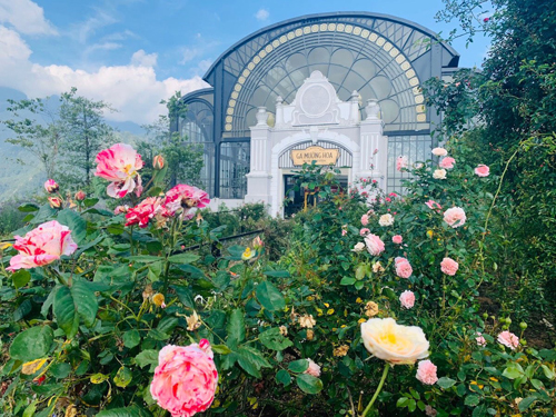 Thung lũng hoa hồng muôn màu bên ga Mường Hoa, là địa điểm thu hút du khách check-in vào những ngày nắng đẹp. Ảnh: BTC